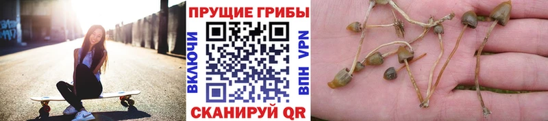 Галлюциногенные грибы Cubensis  Сегежа 